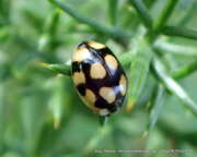 Thumbnail 385045 B