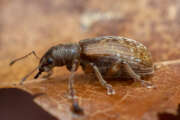 Thumbnail 385053 A