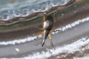 Thumbnail 385055 B