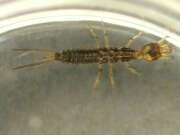 Thumbnail 385061 A
