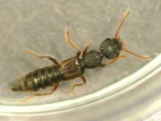 Thumbnail 385062 B