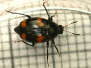 Thumbnail 385065 C