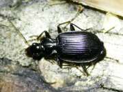 Thumbnail 385075 B