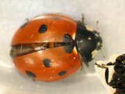 Thumbnail 385087 B