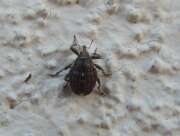 Thumbnail 385093 A
