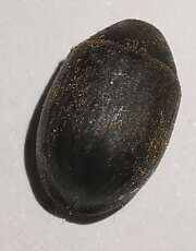 Thumbnail 385104 B