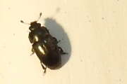 Thumbnail 385115 C