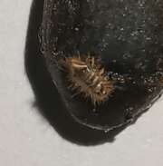 Thumbnail 385125 B