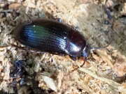 Thumbnail 385129 B