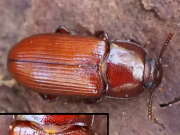 Thumbnail 385134 A