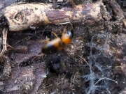 Thumbnail 385136 B