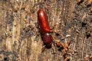 Thumbnail 385143 B