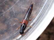 Thumbnail 385146 B