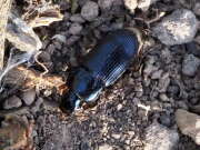 Thumbnail 385159 B