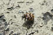 Thumbnail 385164 A