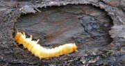 Thumbnail 385166 A