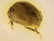 Thumbnail 385174 A