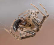 Thumbnail 385187 A