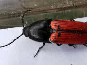 Thumbnail 385193 A