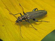 Thumbnail 385197 A