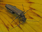 Thumbnail 385197 B