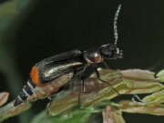 Thumbnail 385204 B