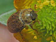 Thumbnail 385207 A