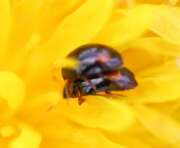 Thumbnail 385213 A