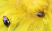 Thumbnail 385213 B