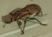 Thumbnail 385242 B