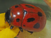 Thumbnail 385280 A