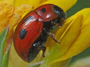 Thumbnail 385280 B
