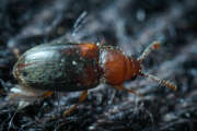 Thumbnail 385306 A