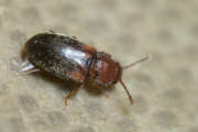 Thumbnail 385306 B