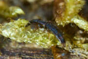 Thumbnail 385310 A