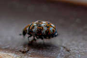 Thumbnail 385319 A