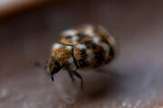 Thumbnail 385319 B