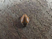 Thumbnail 385325 B