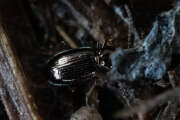 Thumbnail 385329 B