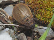 Thumbnail 385339 B