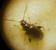 Thumbnail 385361 A