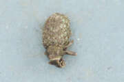 Thumbnail 385432 B