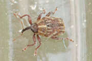 Thumbnail 385435 B