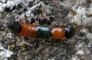 Thumbnail 385451 A