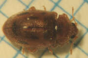 Thumbnail 385496 B