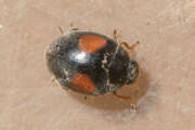 Thumbnail 385561 B
