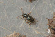 Thumbnail 385562 B