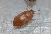 Thumbnail 385574 B