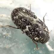 Thumbnail 385591 B