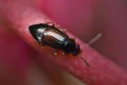 Thumbnail 385605 A